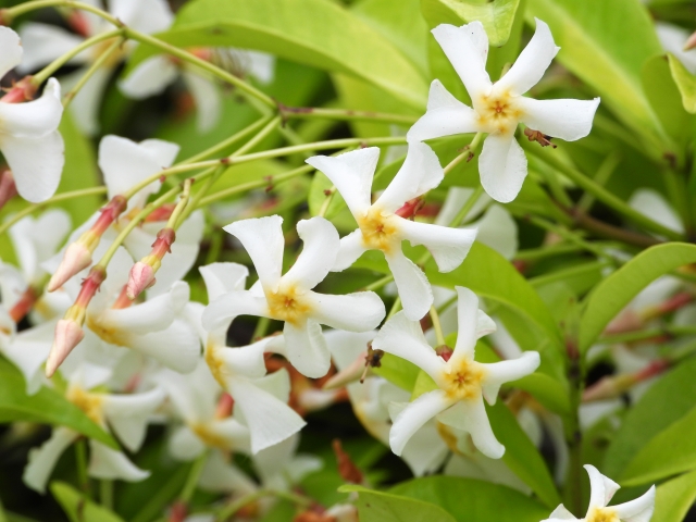 他の植物に影響を与える恐れがあるからNG！テイカカズラの育て方や注意点をご紹介